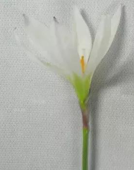 臺式掃描電鏡觀察樣品蔥蓮花圖 臺式掃描電鏡觀察樣品蔥蓮花圖