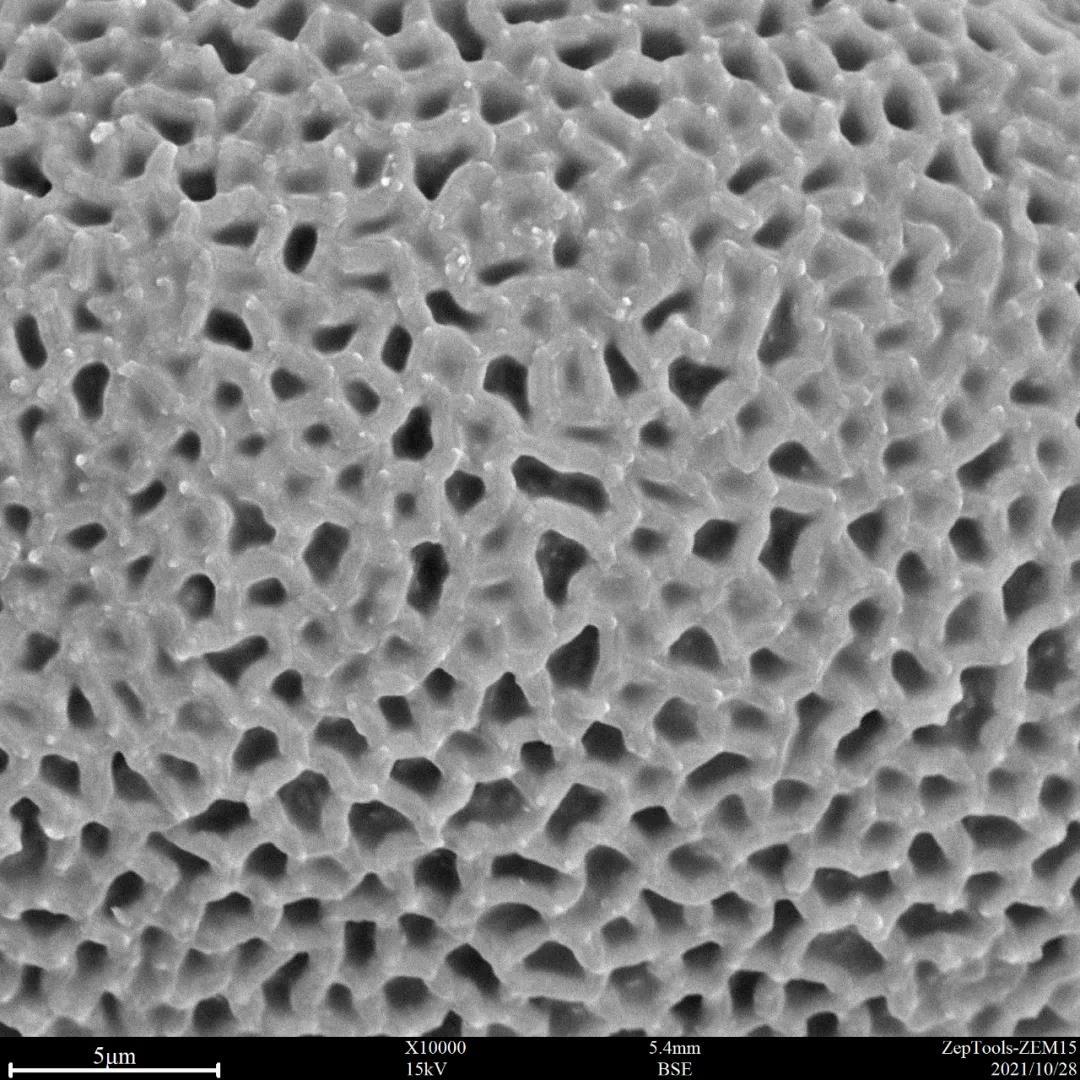 臺式掃描電鏡10000倍下的蔥蓮花粉 臺式掃描電鏡10000倍下的蔥蓮花粉