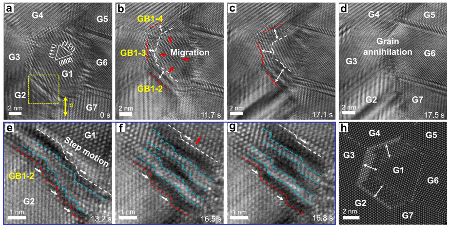 納米多晶樣品中階錯環介導的三維晶界曲面調整誘導晶粒收縮/湮滅 納米多晶樣品中階錯環介導的三維晶界曲面調整誘導晶粒收縮/湮滅