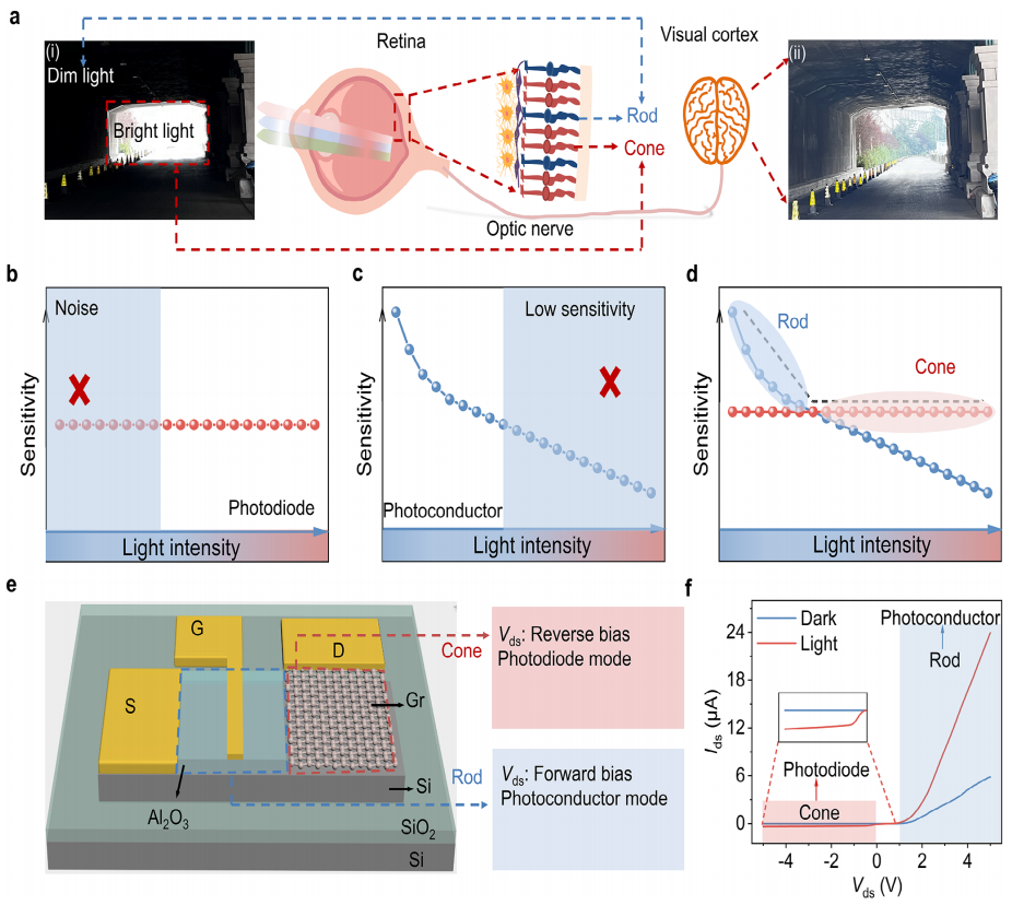 人類視覺機制的原理圖和視網膜桿狀/錐狀雙模光電探測器的設計 人類視覺機制的原理圖和視網膜桿狀/錐狀雙模光電探測器的設計