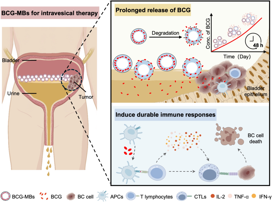 臺式掃描電鏡 臺式掃描電鏡