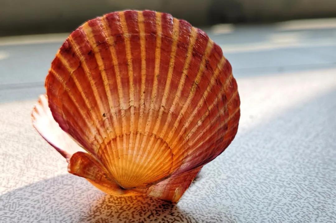 臺式掃描電鏡下觀察貝殼 臺式掃描電鏡下觀察貝殼