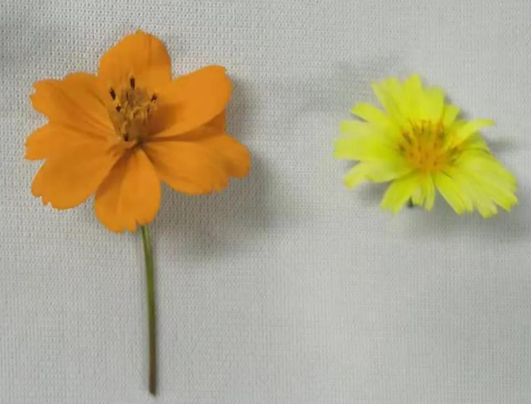 臺式掃描電鏡實驗圖黃秋英和翅果菊樣品 臺式掃描電鏡實驗圖黃秋英和翅果菊樣品