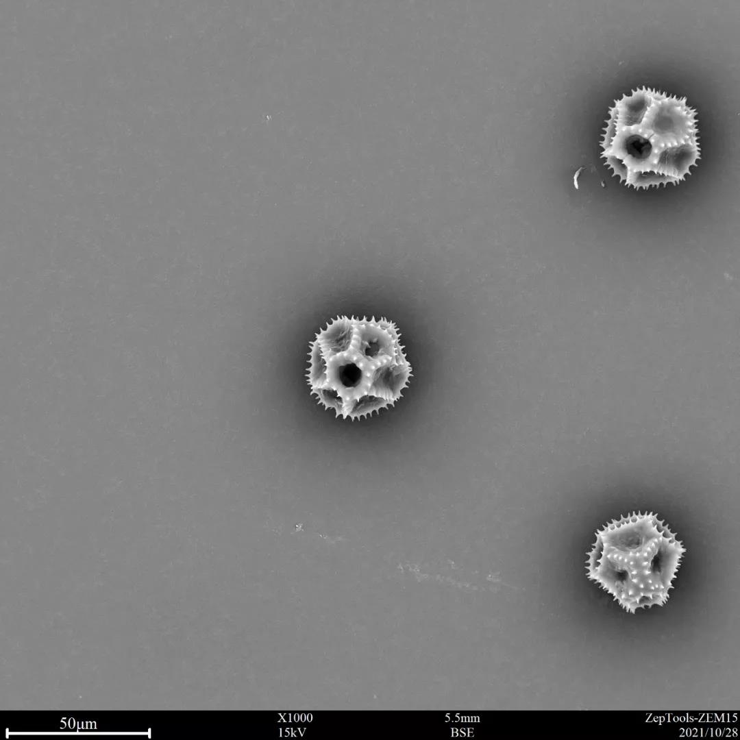 臺式掃描電鏡翅果菊花粉 臺式掃描電鏡翅果菊花粉