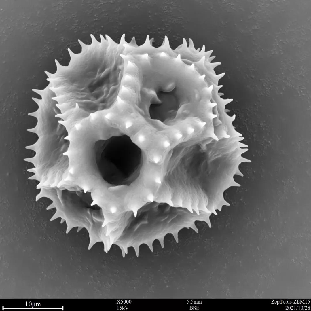 臺式掃描電鏡5000倍下翅果菊花粉 臺式掃描電鏡5000倍下翅果菊花粉